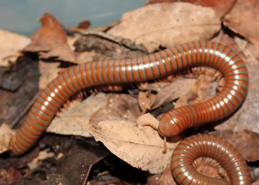 Burmese Beauty Millipedes