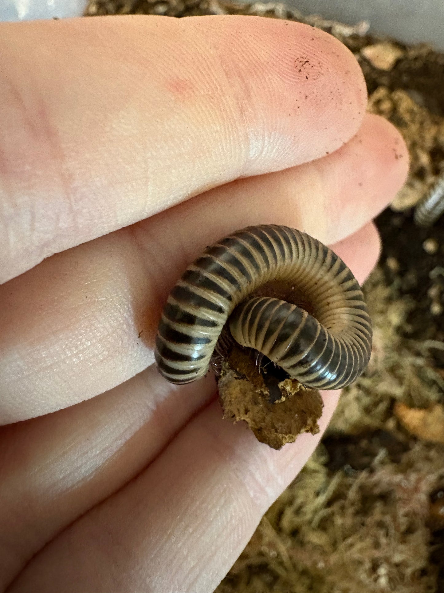 IVORY MILLIPEDE