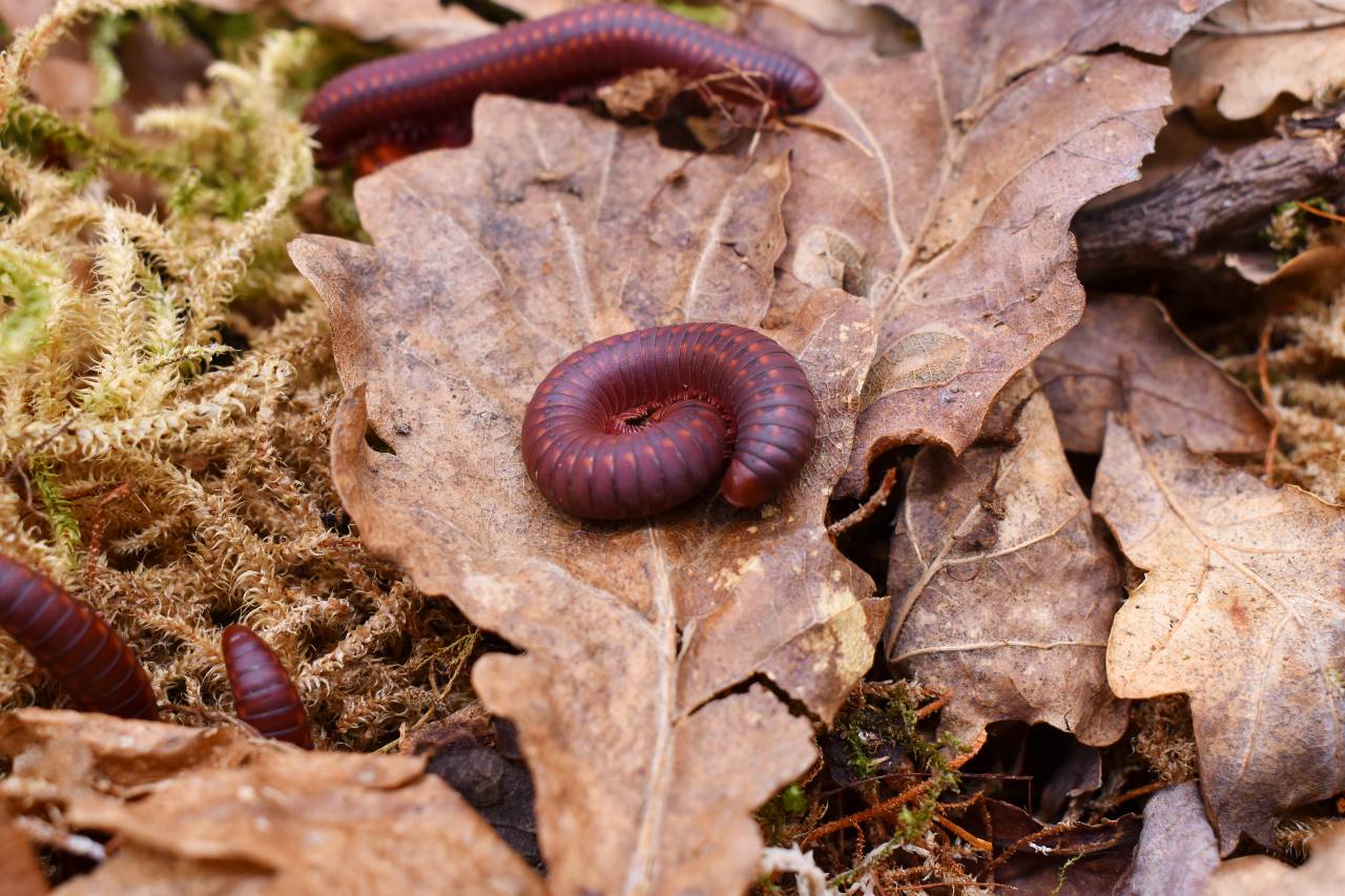 Centrobolus sp. “Pretoria”
STRAWBERRY FIRE MILLIPEDE