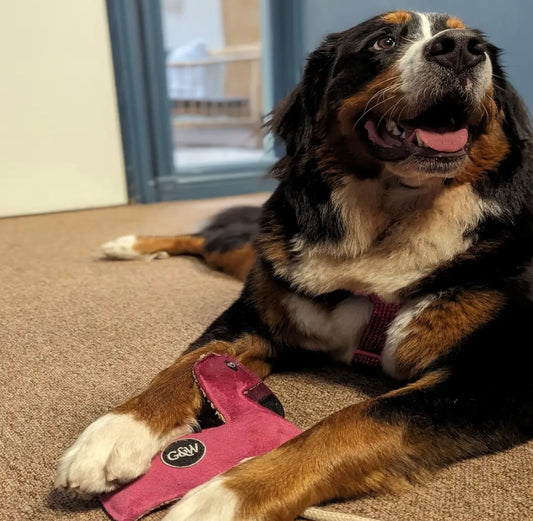 Floyd the Flamingo Eco Dog Toy