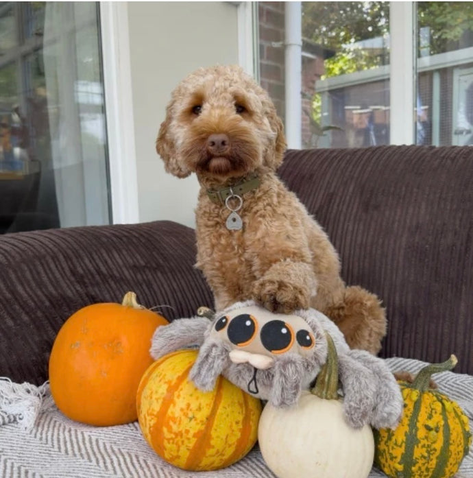 Cuddle Sid Spider Dog Toy Plush