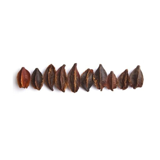 Kumbuk Tree Pods
