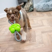 Load image into Gallery viewer, Small Bite Frog Teether Tugger Puppy Dog Toy
