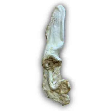 Puffed Rabbit Ear