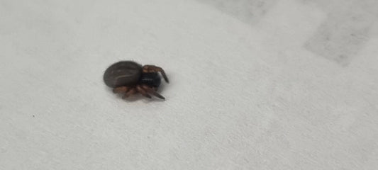 Velvet Spider (Gandanameno Sp)