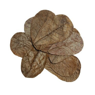 Habistat Catappa Leaves pack of Leaf Litter - Bioactive Enclosures, Isopods, Millipedes