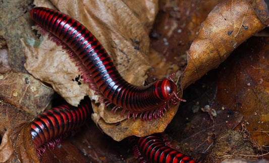 Centrolobus fulgidus
BLACK FIRE MILLIPEDES