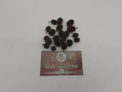Kasa Tree Pods