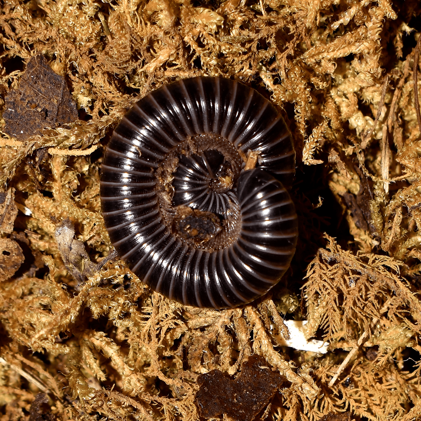 Spirobolus sp. “Lavender” LAVENDER BANDED MILLIPEDE