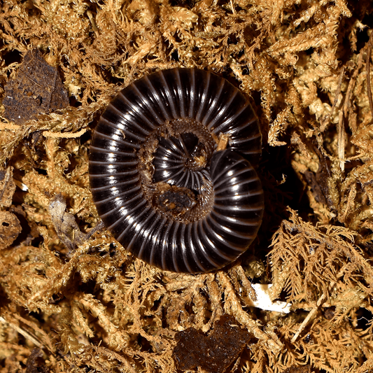 Spirobolus sp. “Lavender” LAVENDER BANDED MILLIPEDE