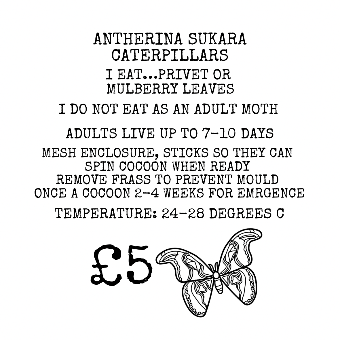 Antherina suraka caterpillars moths larvae 🐛 rear your own moth!