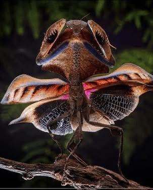 Vietnamese Dead Leaf Mantis L3