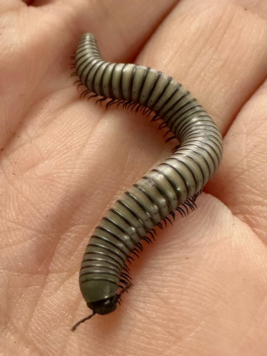 O.Rutilan Millipede