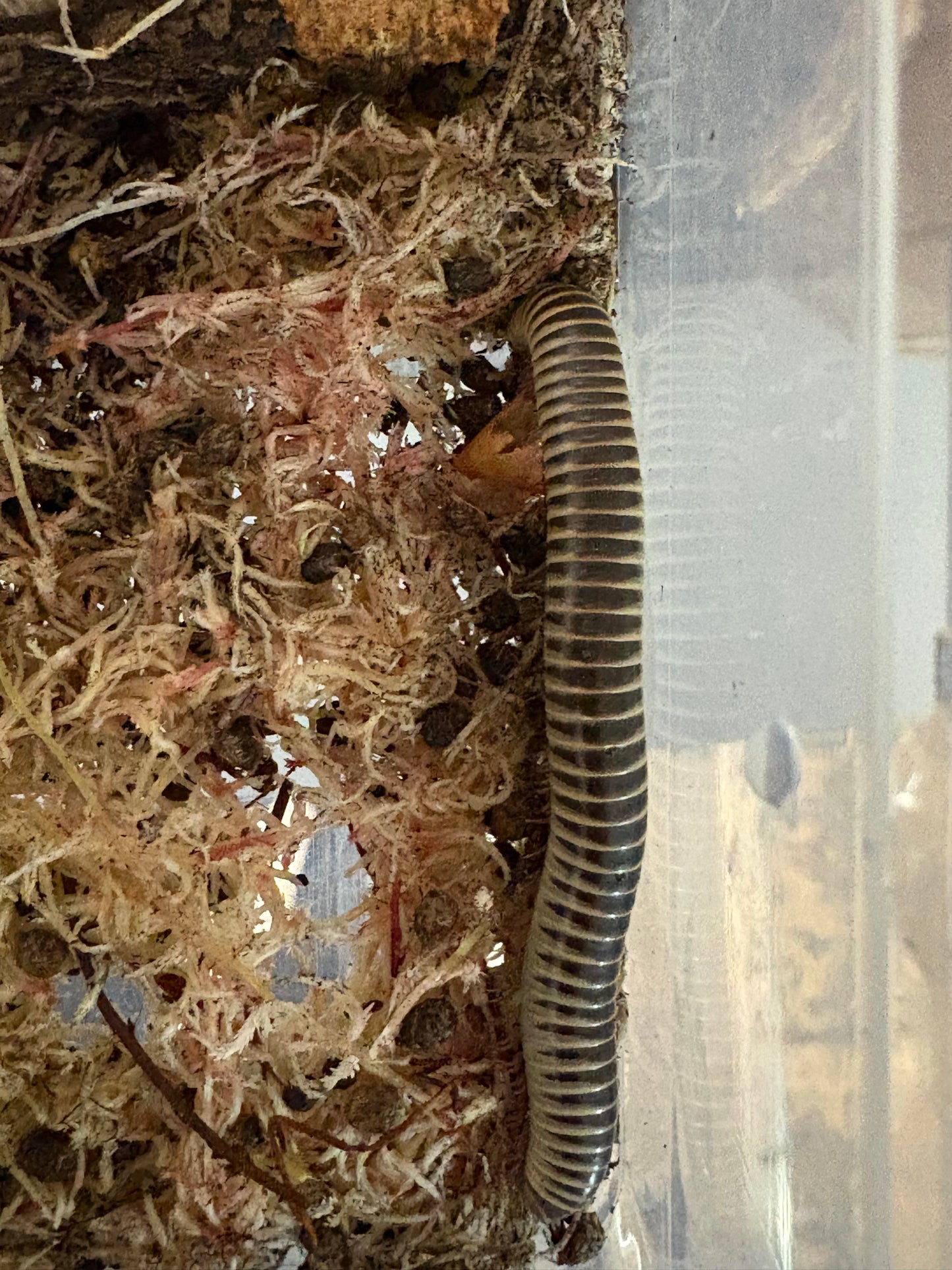 IVORY MILLIPEDE