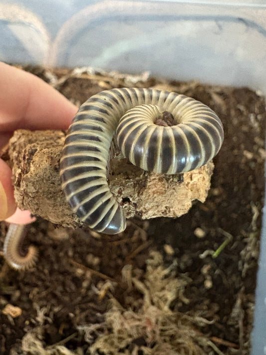 IVORY MILLIPEDE