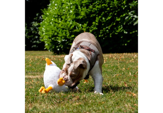 Dog Toy Made From Recycled Material Seagull Plush
