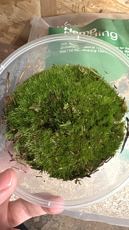 Cushion Moss Tub Live Natural Decor