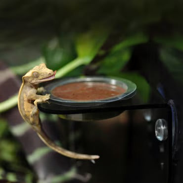 HabiStat Crested Gecko Diet 40g Fruit Paste Powder Various Flavours