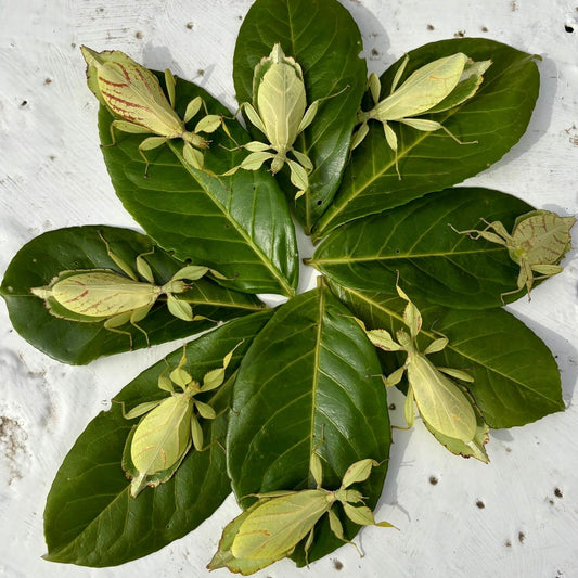 phyllium philippinicum Leaf Insect Nymphs L3