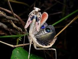 Peacock Mantis (Pseudempusa Pinnapavonis)