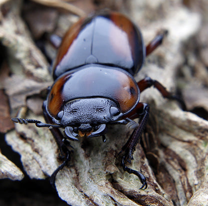 Prosopocoilus savagei - Stag Beetle 
ADULT PAIR