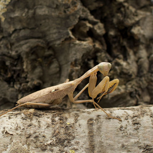 Timor Shield Mantis (Rhombodera Kirybi)