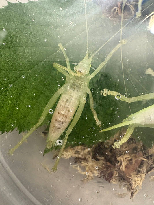 Leaf Mimic Katydid Phyllomimus truncatus