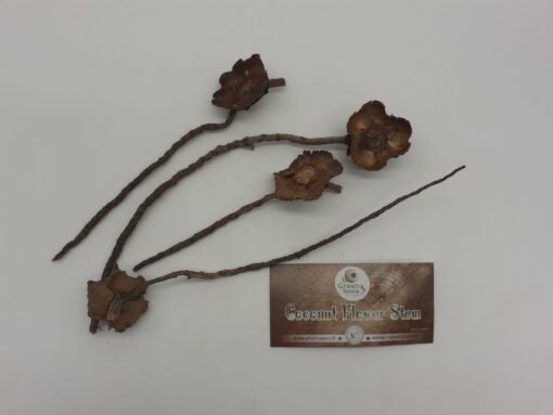 Coconut Flower Stem