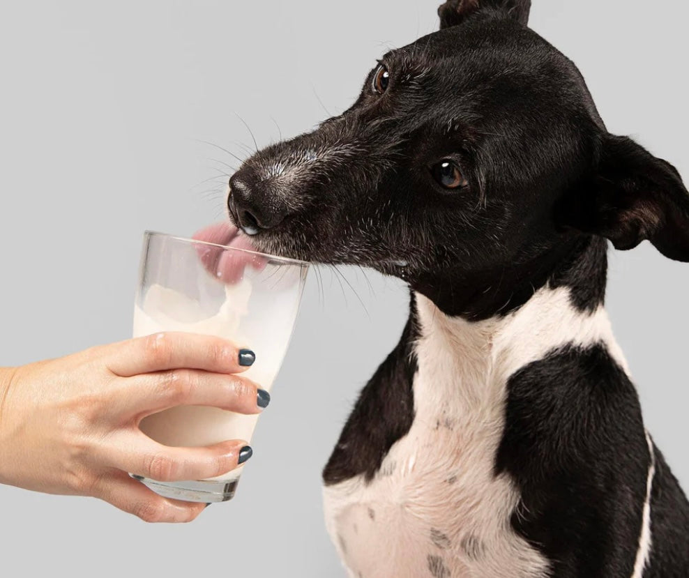Whole Goats Milk Powder for Cats and Dogs