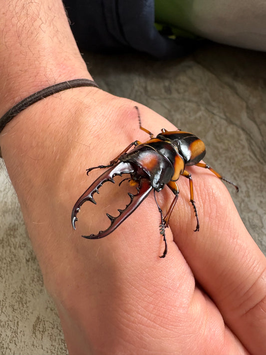 Prosopocoilus savagei - Stag Beetle 
ADULT PAIR