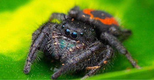 Phidippus ardens WIDOW JUMPING SPIDER