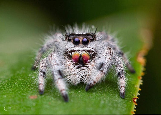 Phiddipus regius Jumping Spider BAHAMAS (SA)