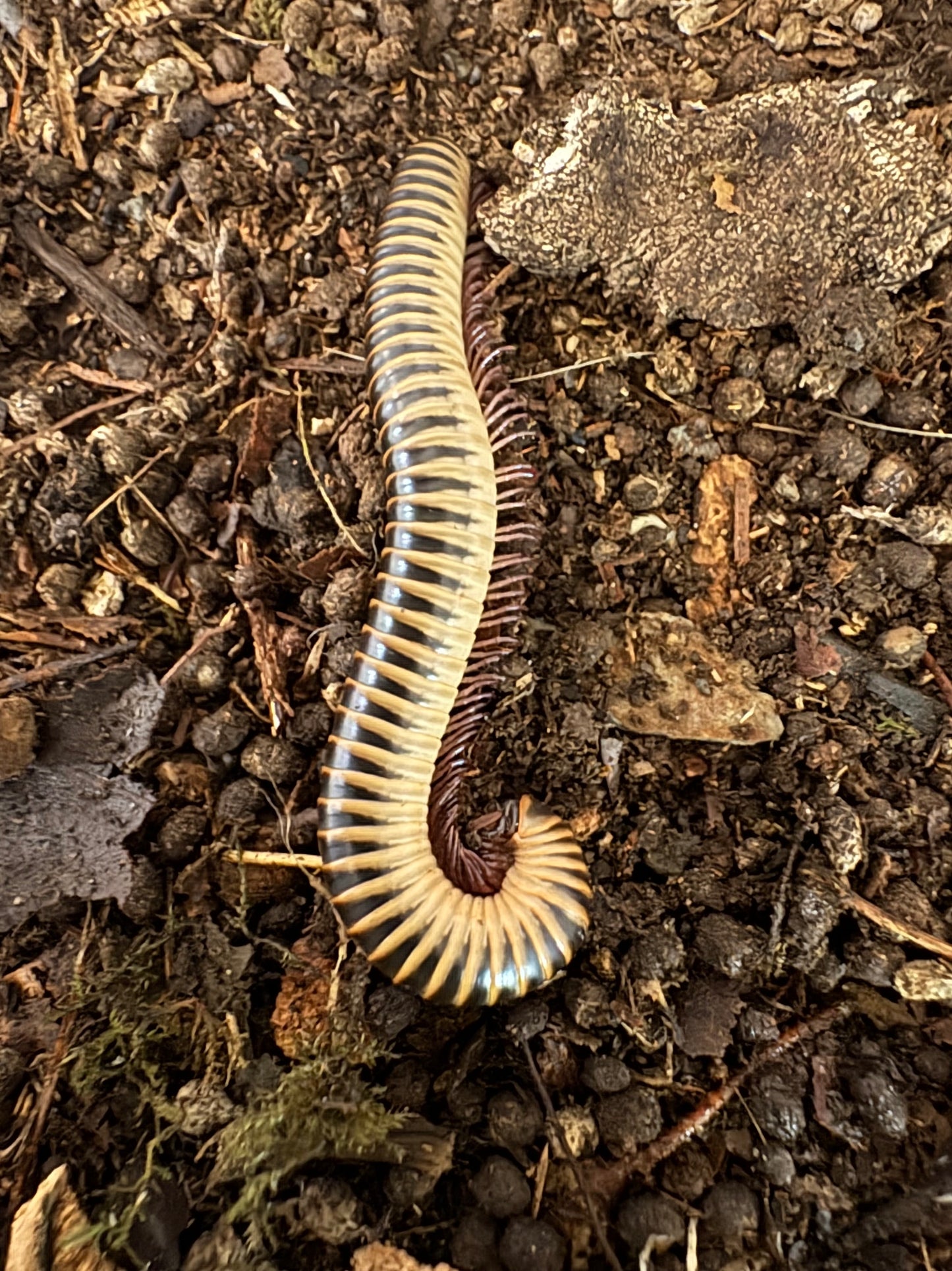 IVORY MILLIPEDE