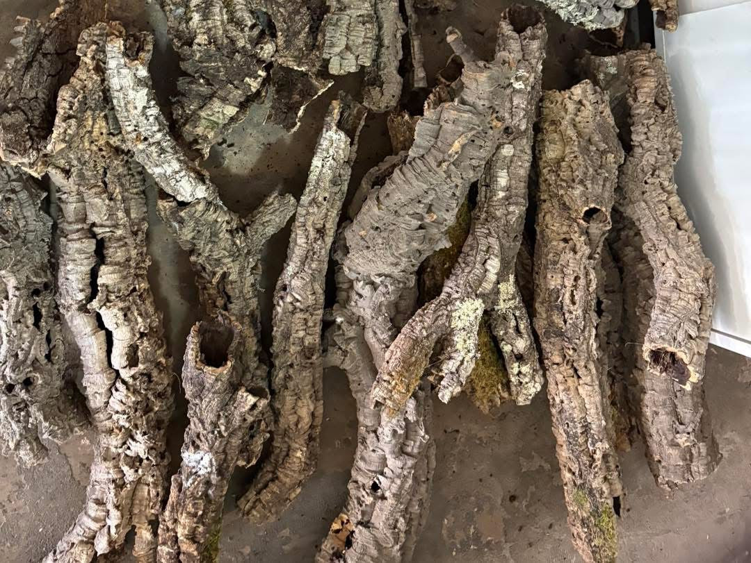 Cork Bark Tubes Bulk Amounts Bundles 1kg or 5kg Options Enrichment Reptiles Inverts Small Animals Natural