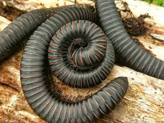 Odontostreptus sp. “Peach” PEACH BANDED MILLIPEDES