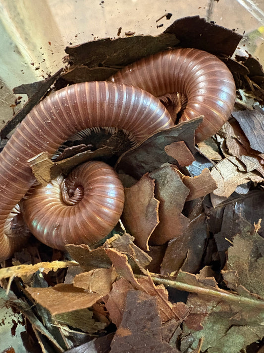 2x Narceous americanus STRAWBERRY BLONDE MILLIPEDES Inverts