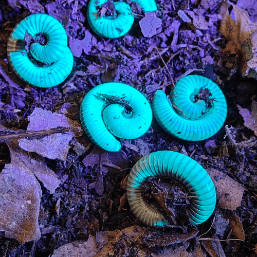 Benoitolus siamensis
GLOW-WORM MILLIPEDES