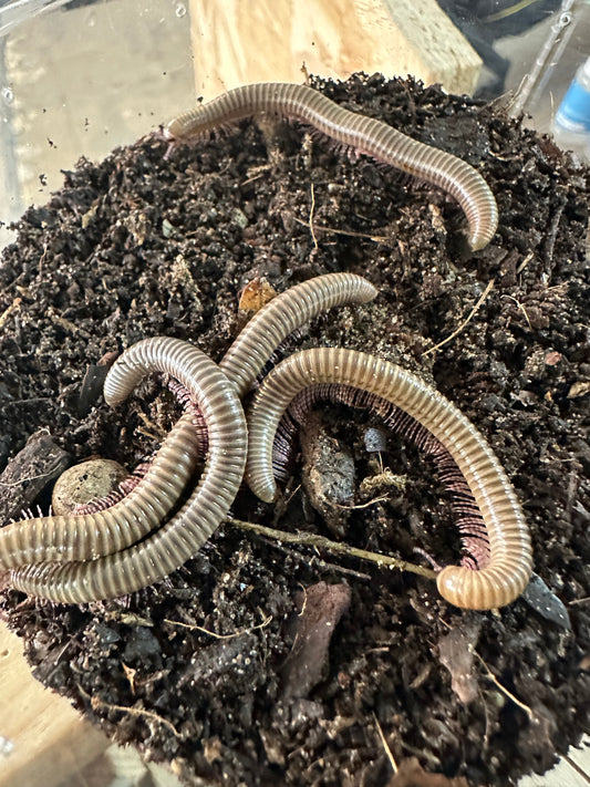 Ghana Speckled Leg Giant Millipede
(Telodeinopus aoutii)