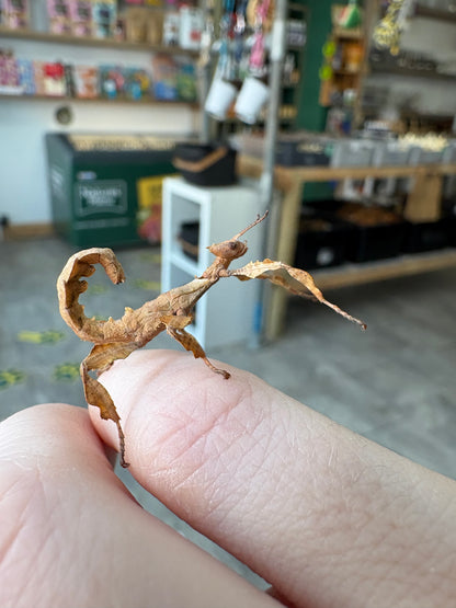 Macleays Spectre Extatosoma tiaratum