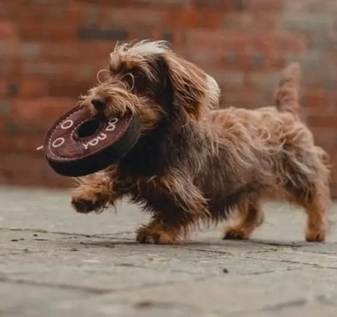 Derrick the Donut Eco Dog Toy