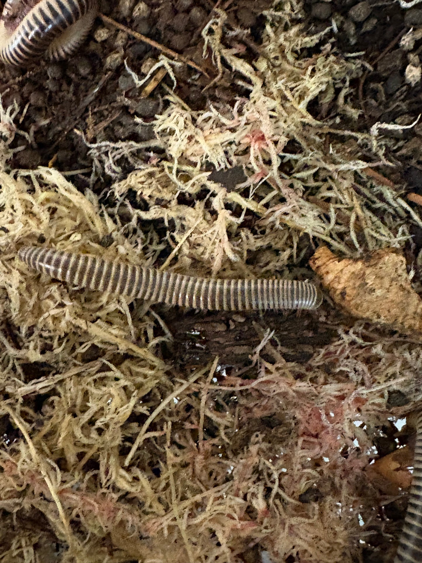 IVORY MILLIPEDE