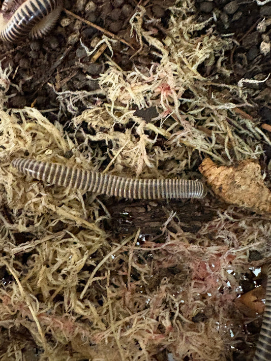 IVORY MILLIPEDE
