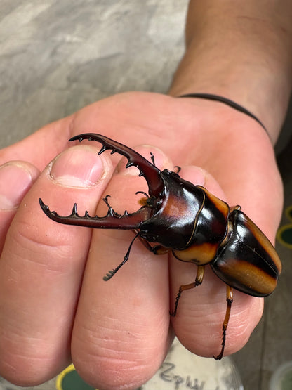 Prosopocoilus savagei - Stag Beetle 
ADULT PAIR