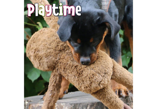 Sleepy Sloth Plush Dog Toy Long