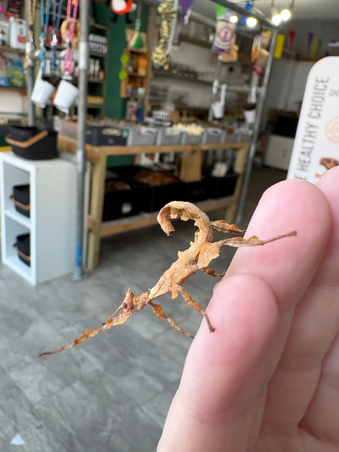Macleays Spectre Extatosoma tiaratum