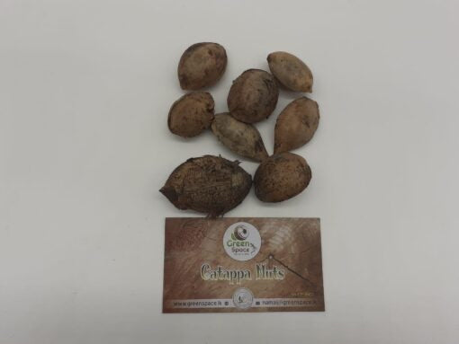 Catappa Nuts (Indian Almond)