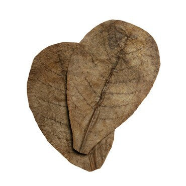 Habistat Catappa Leaves pack of Leaf Litter - Bioactive Enclosures, Isopods, Millipedes