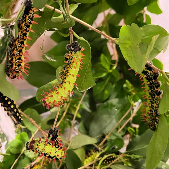 Antherina suraka caterpillars moths larvae 🐛 rear your own moth!