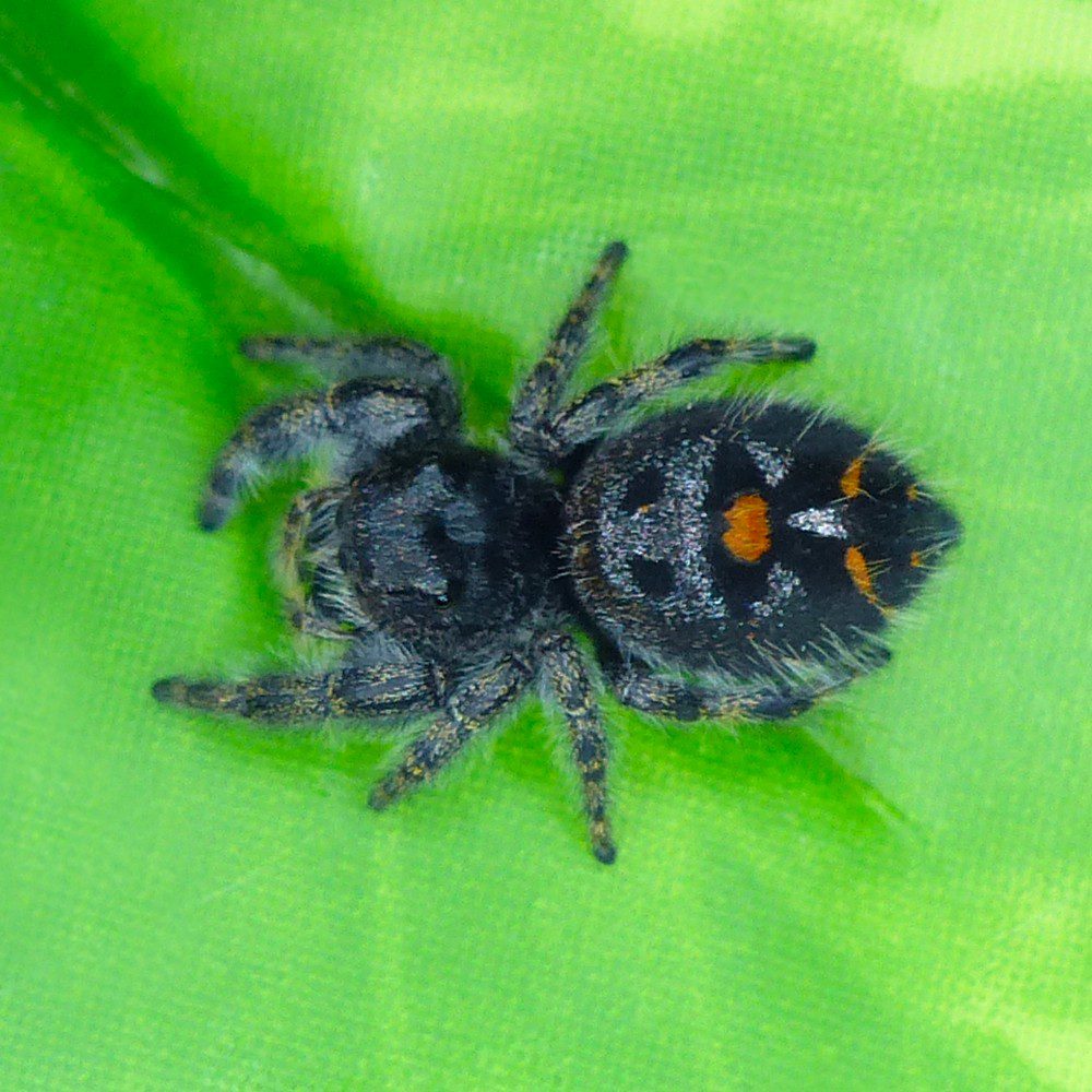 Phidippus audax Jumping Spider PRYOR MOUNTAIN - ORANGE (SA)