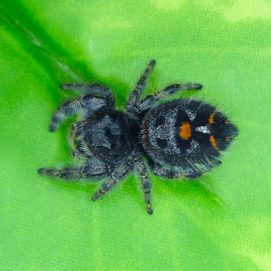 Phidippus audax Jumping Spider PRYOR MOUNTAIN - ORANGE (SA)